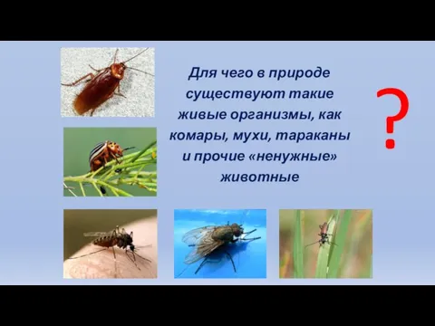 Для чего в природе существуют такие живые организмы, как комары, мухи, тараканы