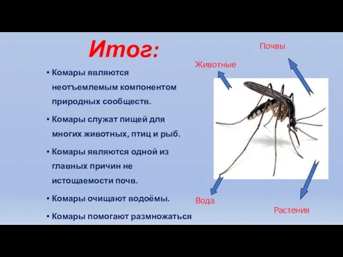 Итог: Комары являются неотъемлемым компонентом природных сообществ. Комары служат пищей для многих