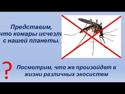 Представим, что комары исчезли с нашей планеты. Посмотрим, что же произойдет в жизни различных экосистем ?