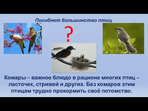 Погибнет большинство птиц. ? Комары – важное блюдо в рационе многих птиц