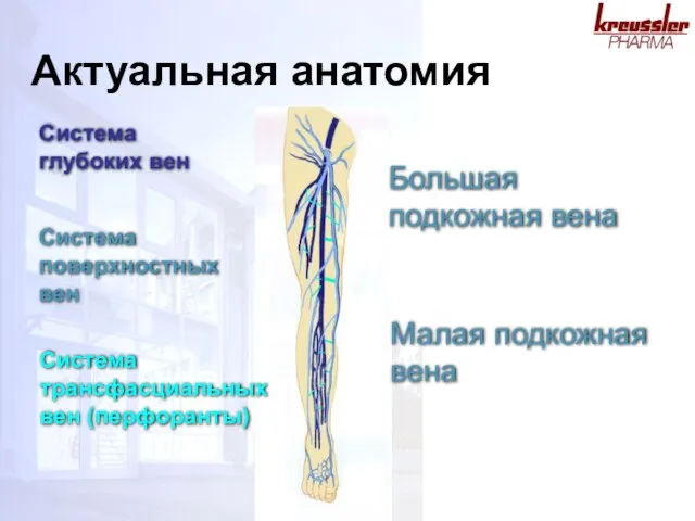 Актуальная анатомия Система глубоких вен Система поверхностных вен Система трансфасциальных вен (перфоранты)
