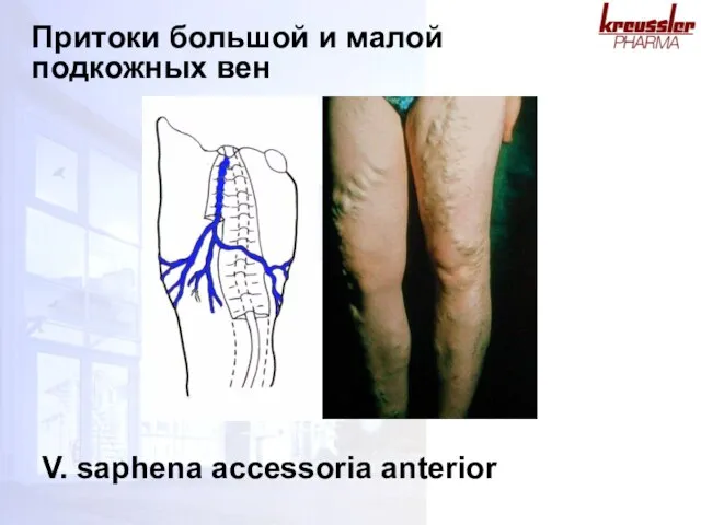 Притоки большой и малой подкожных вен V. saphena accessoria anterior