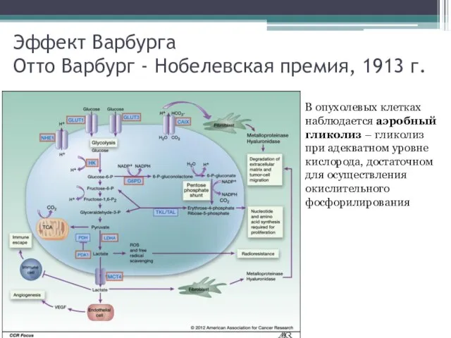 Эффект Варбурга Отто Варбург - Нобелевская премия, 1913 г. В опухолевых клетках