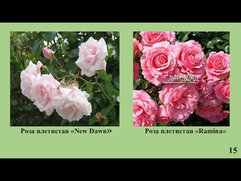 15 Роза плетистая «New Dawn» Роза плетистая «Ramina»