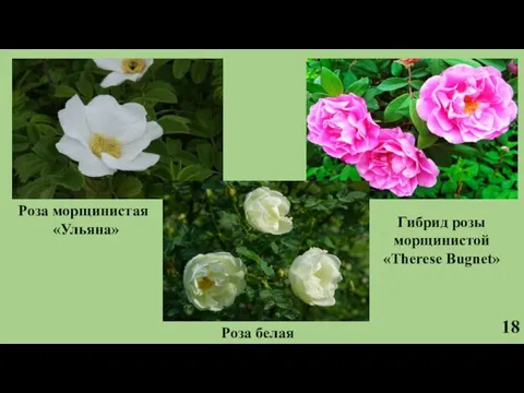 18 Роза морщинистая «Ульяна» Гибрид розы морщинистой «Therese Bugnet» Роза белая