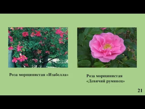 Роза морщинистая «Изабелла» Роза морщинистая «Девичий румянец» 21