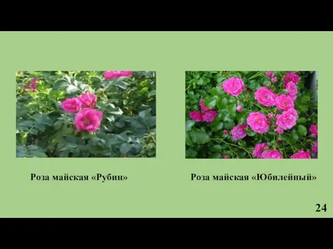 Роза майская «Юбилейный» Роза майская «Рубин» 24
