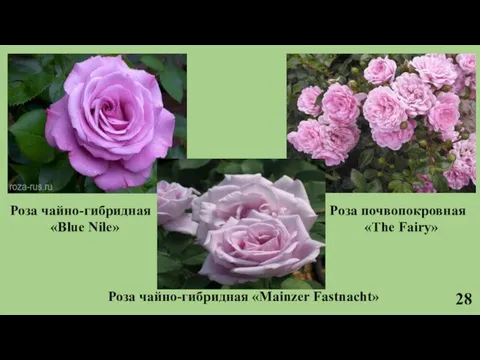 28 Роза чайно-гибридная «Blue Nile» Роза почвопокровная «The Fairy» Роза чайно-гибридная «Mainzer Fastnacht»