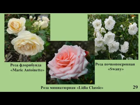 29 Роза флорибунда «Marie Antoinette» Роза почвопокровная «Swany» Роза миниатюрная «Lidia Classic»