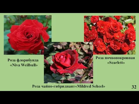 32 Роза флорибунда «Niva Weilbull» Роза почвопокровная «Scarlett» Роза чайно-гибриднаят«Mildred Seheel»