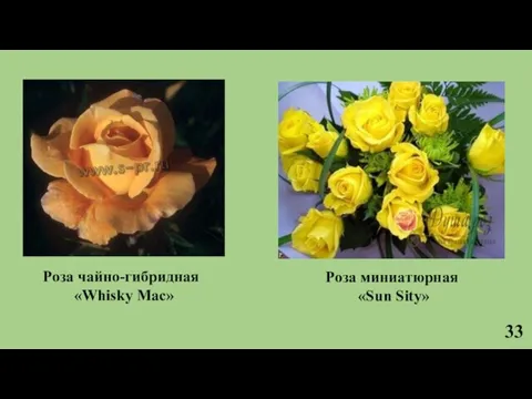 33 Роза чайно-гибридная «Whisky Mac» Роза миниатюрная «Sun Sity»