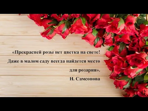 «Прекрасней розы нет цветка на свете! Даже в малом саду всегда найдется