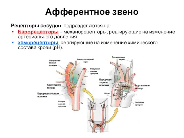 Афферентное звено Рецепторы сосудов подразделяются на: Барорецепторы – механорецепторы, реагирующие на изменение