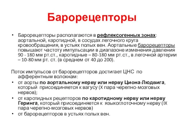 Барорецепторы Барорецепторы располагаются в рефлексогенных зонах: аортальной, каротидной, в сосудах легочного круга