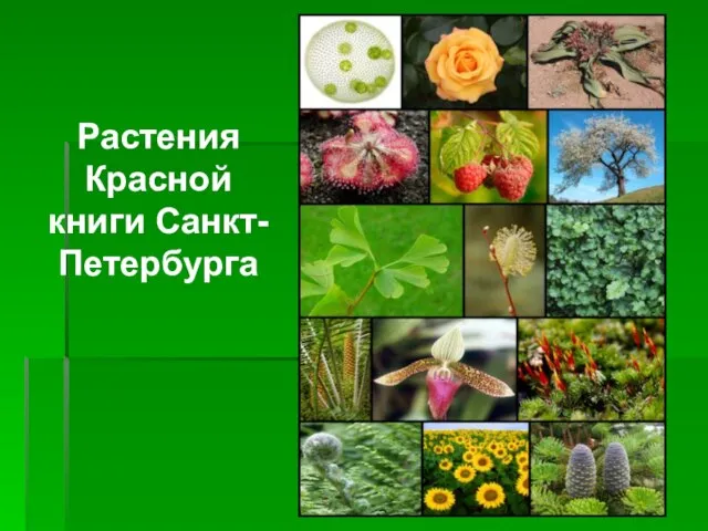 Растения Красной книги Санкт-Петербурга