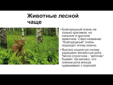 Животные лесной чаще Благородный олень не только красивое, но сильное и крупное