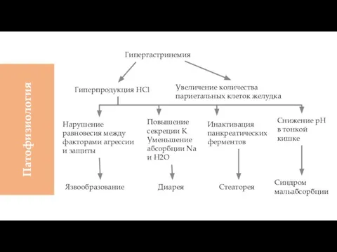 Гипергастринемия Патофизиология Гиперпродукция HCl Увеличение количества париетальных клеток желудка Язвообразование Диарея Стеаторея