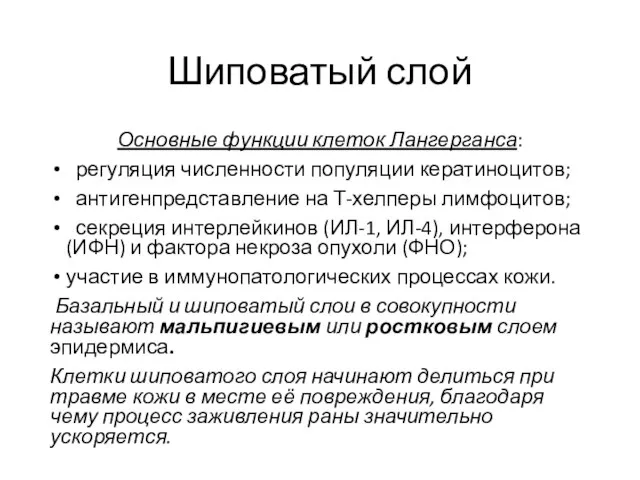 Шиповатый слой Основные функции клеток Лангерганса: регуляция численности популяции кератиноцитов; антигенпредставление на