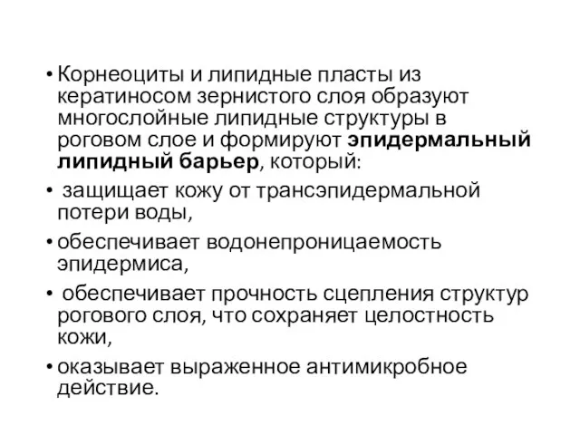 Корнеоциты и липидные пласты из кератиносом зернистого слоя образуют многослойные липидные структуры