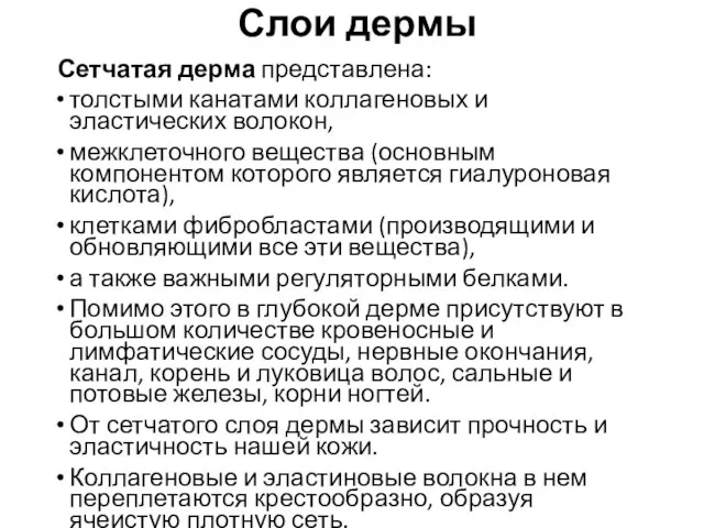 Слои дермы Сетчатая дерма представлена: толстыми канатами коллагеновых и эластических волокон, межклеточного