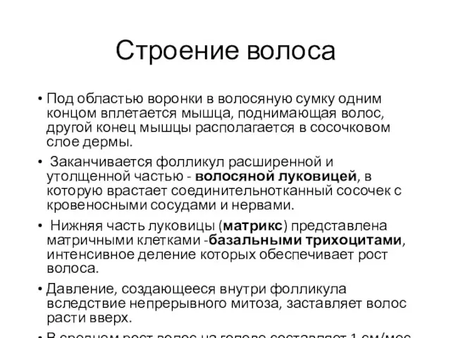 Строение волоса Под областью воронки в волосяную сумку одним концом вплетается мышца,