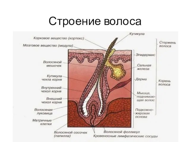 Строение волоса