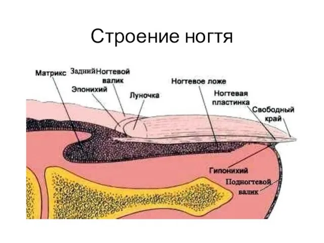 Строение ногтя