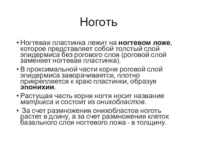 Ноготь Ногтевая пластинка лежит на ногтевом ложе, которое представляет собой толстый слой