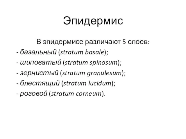 Эпидермис В эпидермисе различают 5 слоев: - базальный (stratum basale); - шиповатый