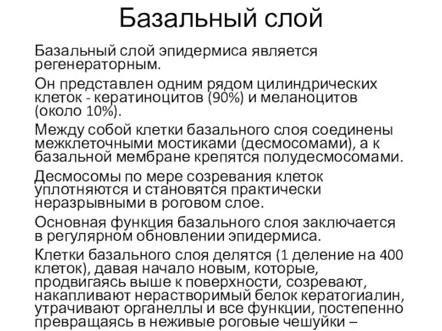 Базальный слой Базальный слой эпидермиса является регенераторным. Он представлен одним рядом цилиндрических