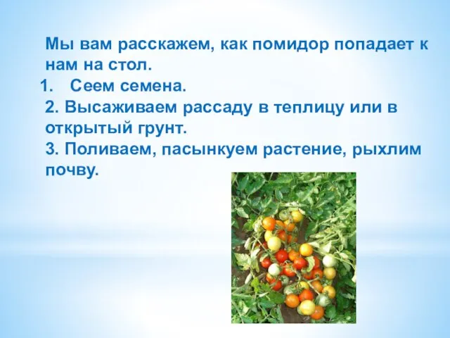 Мы вам расскажем, как помидор попадает к нам на стол. Сеем семена.