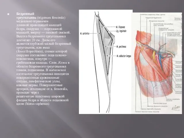 Бедренный треугольник (trigonum femorale) медиально ограничен длинной приводящей мышцей бедра, снаружи —