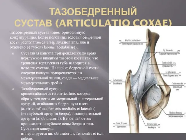 ТАЗОБЕДРЕННЫЙ СУСТАВ (ARTICULATIO COXAE) Тазобедренный сустав имеет ореховид­ную конфигурацию. Более половины го­ловки