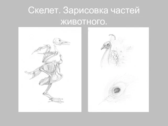 Скелет. Зарисовка частей животного.