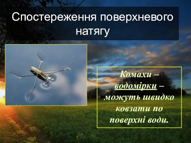 Спостереження поверхневого натягу Комахи – водомірки – можуть швидко ковзати по поверхні води.