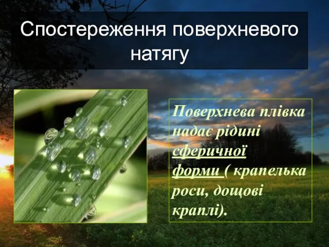 Поверхнева плівка надає рідині сферичної форми ( крапелька роси, дощові краплі). Спостереження поверхневого натягу