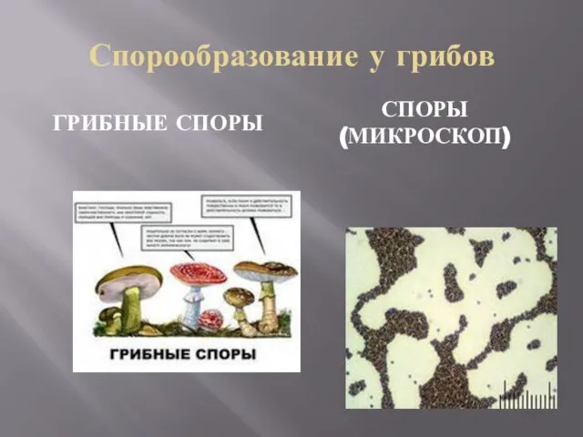 Спорообразование у грибов ГРИБНЫЕ СПОРЫ СПОРЫ (МИКРОСКОП)