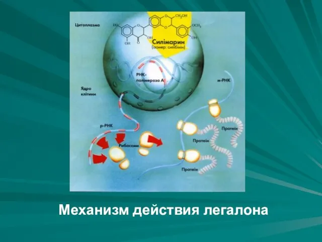 Механизм действия легалона