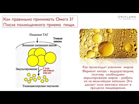 Как происходит усвоение жиров: Фермент липаза – водорастворим, поэтому необходимо эмульгирование жиров