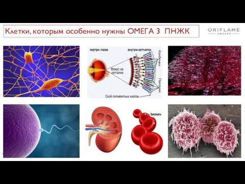 11.04.2019 Клетки, которым особенно нужны ОМЕГА 3 ПНЖК