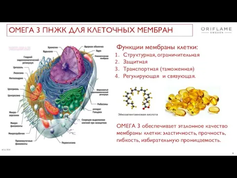 4/11/2019 Функции мембраны клетки: Структурная, ограничительная Защитная Транспортная (таможенная) Регулирующая и связующая.