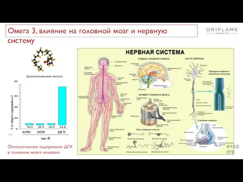 4/11/2019 Относительное содержание ДГК в головном мозге человека Омега 3, влияние на