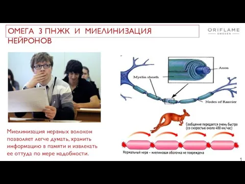 Миелинизация нервных волокон позволяет легче думать, хранить информацию в памяти и извлекать