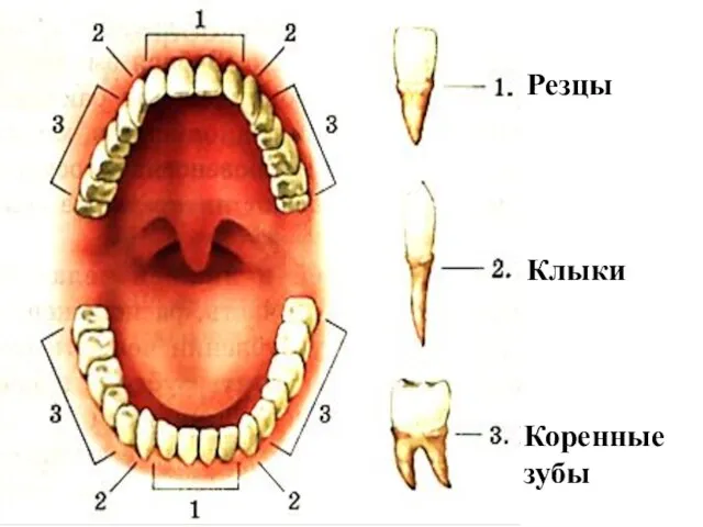 Резцы Клыки Коренные зубы