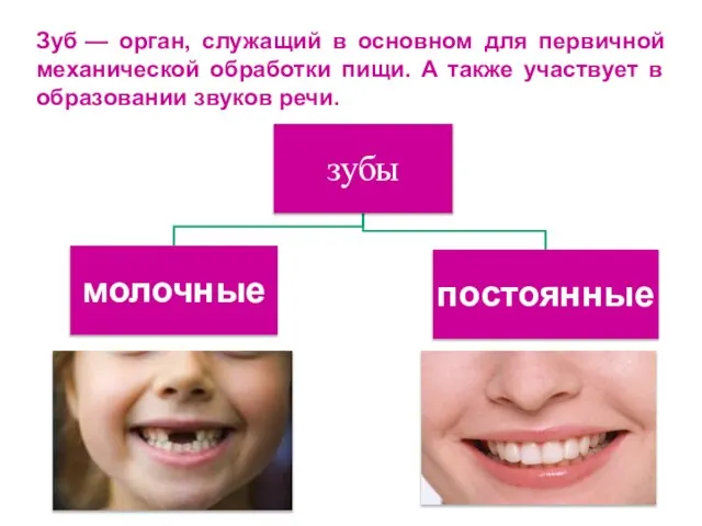 Зуб — орган, служащий в основном для первичной механической обработки пищи. А