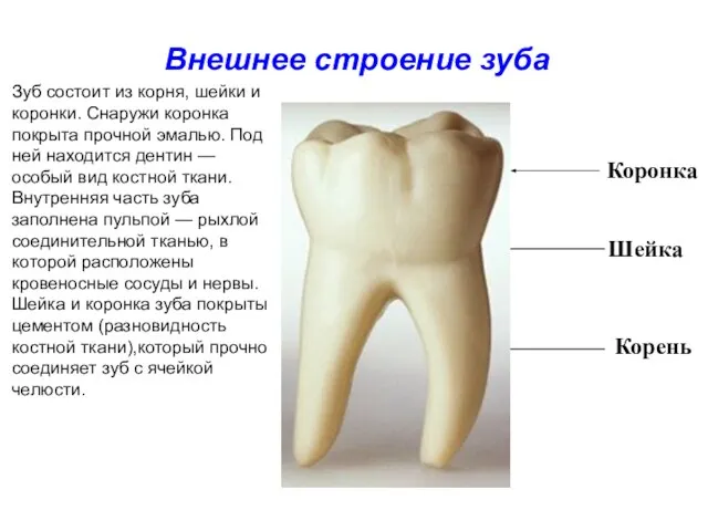 Коронка Шейка Корень Внешнее строение зуба Зуб состоит из корня, шейки и