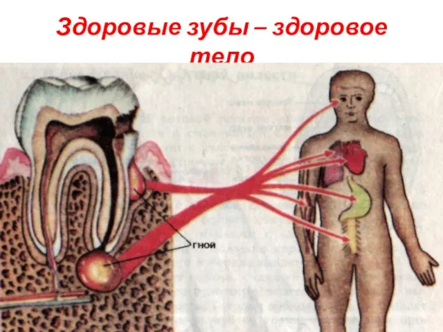 Здоровые зубы – здоровое тело