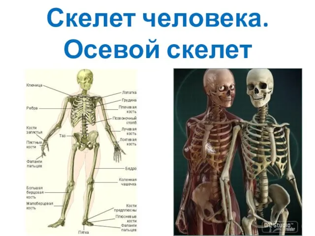 Скелет человека. Осевой скелет