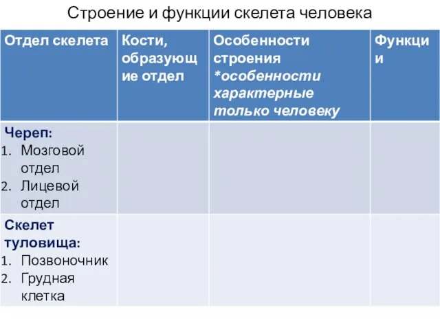 Строение и функции скелета человека