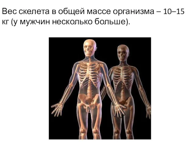 Вес скелета в общей массе организма – 10–15 кг (у мужчин несколько больше).